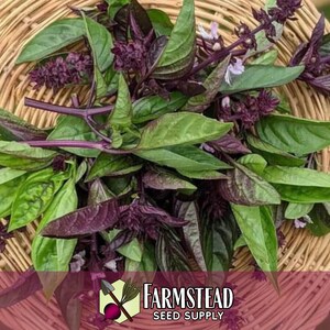 15,000 Thai Basil Seeds | Heirloom, Non-GMO, Rare Herb Seed Packet, Container Herb Gardening, Ocimum basilicum var thyrsiflora image 3