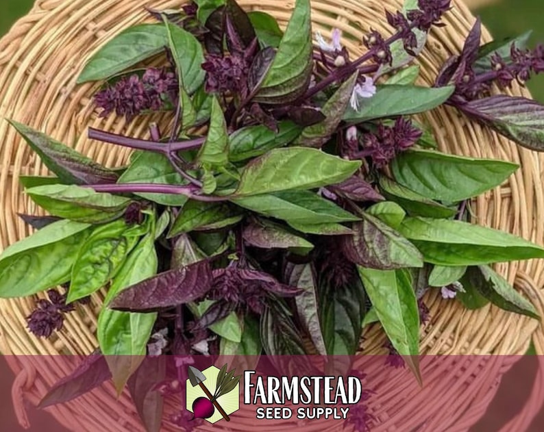15,000 Thai Basil Seeds | Heirloom, Non-GMO, Rare Herb Seed Packet, Container Herb Gardening, Ocimum basilicum var thyrsiflora image 3