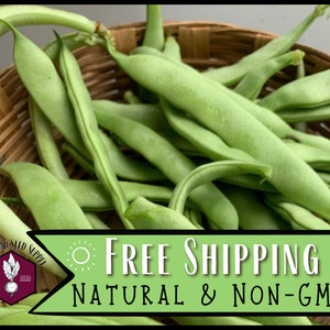 120 Bush Bean Seeds (Roma) | Heirloom, Non-GMO, Vegetable Gardening Seed Packets for Planting Gardens, Easy To Grow, Phaseolus vulgaris