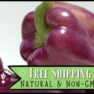 800 Sweet Pepper Seeds (Purple Beauty) | Heirloom, Non-GMO, Vegetable Garden Seed Packet, Container Gardening, Capsicum annuum