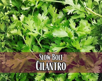 1,900 Cilantro Seeds (Slow Bolt) | Non-GMO, Culinary Herb Garden Seed Packet for Homestead Container Gardening, Coriandrum sativum