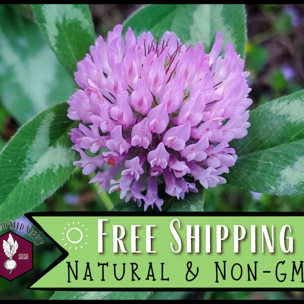 22,500 Red Mammoth Clover Seeds | Wildflower Gardening Pollinator Plant Seed Packet for Bees & Butterflies, Cover Crops, Trifolium pratense