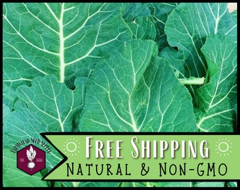 10,900 Collard Seeds (Morris Heading) | Heirloom, Non-GMO, Vegetable Gardening Seed Packet for Planting, Brassica oleracea var. viridis