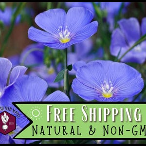 14,500 Blue Flax Seeds | Flower Gardening, Perennial Wildflower Plant Seeds for Pollinator Butterflies and Bees, Linseed, Linum perenne