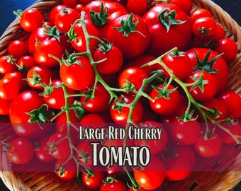 5,500 Large Red Cherry Tomato Seeds | Vegetable Gardening Seed Packet, Homesteading, Solanum lycopersicum