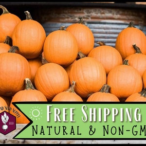 130 Pumpkin Seeds (Sugar Pie) | Rare Heirloom, Non-GMO, Vegetable Gardening Seed Packet for Pumpkin Pie, Carving Pumpkin, cucurbita pepo