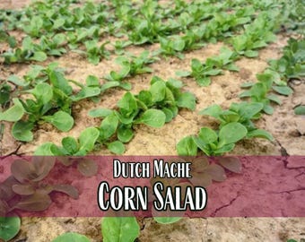 4,000 Corn Salad (Dutch Mache) Seeds | Heirloom, Non-GMO, Vegetable Gardening Seed Packet for Homesteaders & Gardeners, Valerianella locusta