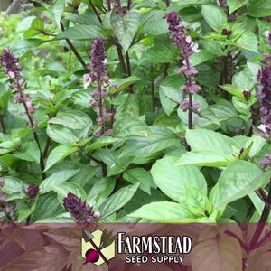 15,000 Thai Basil Seeds | Heirloom, Non-GMO, Rare Herb Seed Packet, Container Herb Gardening, Ocimum basilicum var thyrsiflora image 4