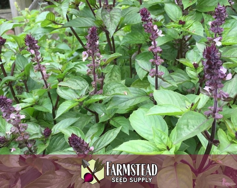 15,000 Thai Basil Seeds | Heirloom, Non-GMO, Rare Herb Seed Packet, Container Herb Gardening, Ocimum basilicum var thyrsiflora image 4
