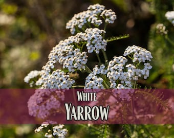113,000 White Yarrow Seeds | Native Perennial Wildflower for Flower Gardening for Pollinator Bee & Butterflies, Achillea millefolium