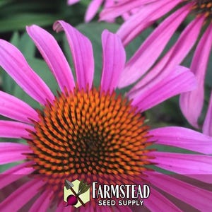 3,100 Echinacea Purpurea Coneflower Seeds | Non-GMO Wildflower Gardening Seed Packet for Growing Flowers for Pollinator Bees & Butterflies image 3