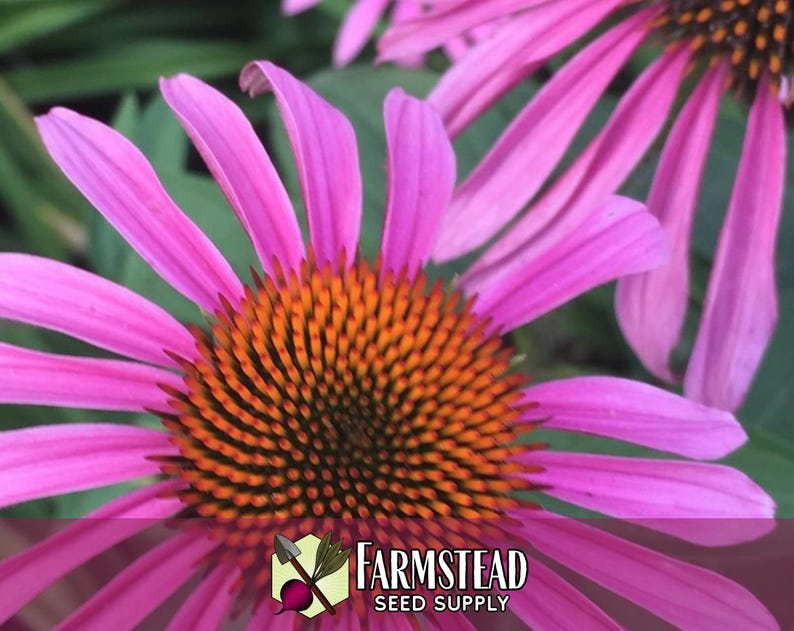 3,100 Echinacea Purpurea Coneflower Seeds | Non-GMO Wildflower Gardening Seed Packet for Growing Flowers for Pollinator Bees & Butterflies image 3
