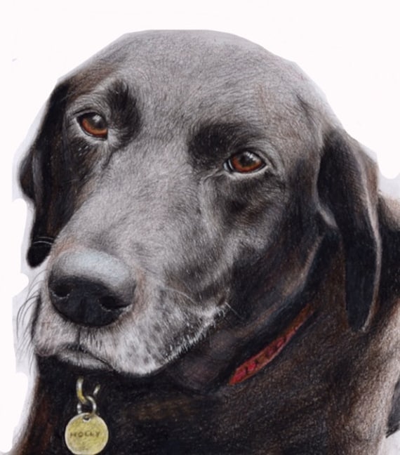 Hand Drawn Custom Pet Portrait, Personalised Home Art, Dog Cat Lover Gift, Pet Memorial