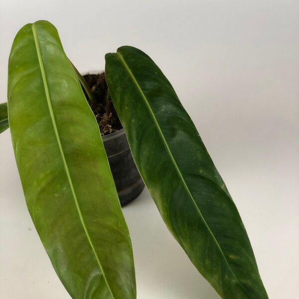 Philodendron Patriciae Rooted Established Plant