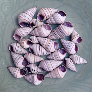 24 Haitian Tree snails, Candy striped snail shells for crafting or collecting