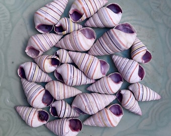 24 Haitian Tree snails, Candy striped snail shells for crafting or collecting