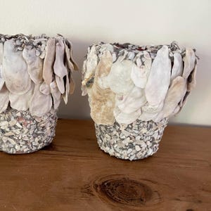 Sea Shell and Tabby on Terra Cotta Pots l Choose Oyster or Cut Shells