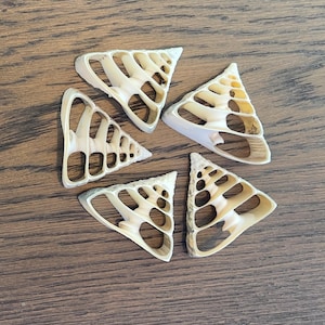 May include: Five cream-colored, triangular seashells with open, geometric patterns are arranged on a brown wooden surface. The shells have a natural, organic aesthetic, with a textured appearance and varying shades of cream and tan.