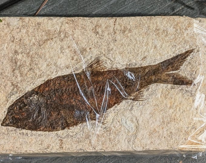 Detailed Knightia Fish Fossil – Prehistoric Green River Formation ...