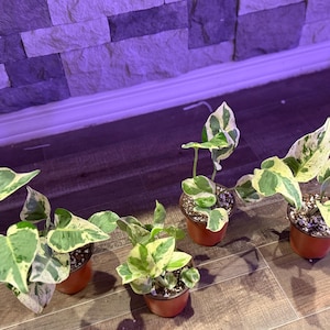 May include: Four small potted plants with variegated heart-shaped leaves featuring shades of green, cream, and white. Each plant is housed in a simple brown plastic nursery pot filled with soil and perlite, arranged in a row on a wooden floor.