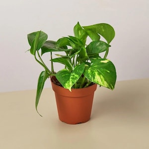 May include: A potted pothos plant with heart-shaped, variegated green and yellow leaves. The plant is housed in a simple, round, terracotta-colored plastic pot, showcasing multiple stems growing upwards and outwards from the central soil base.