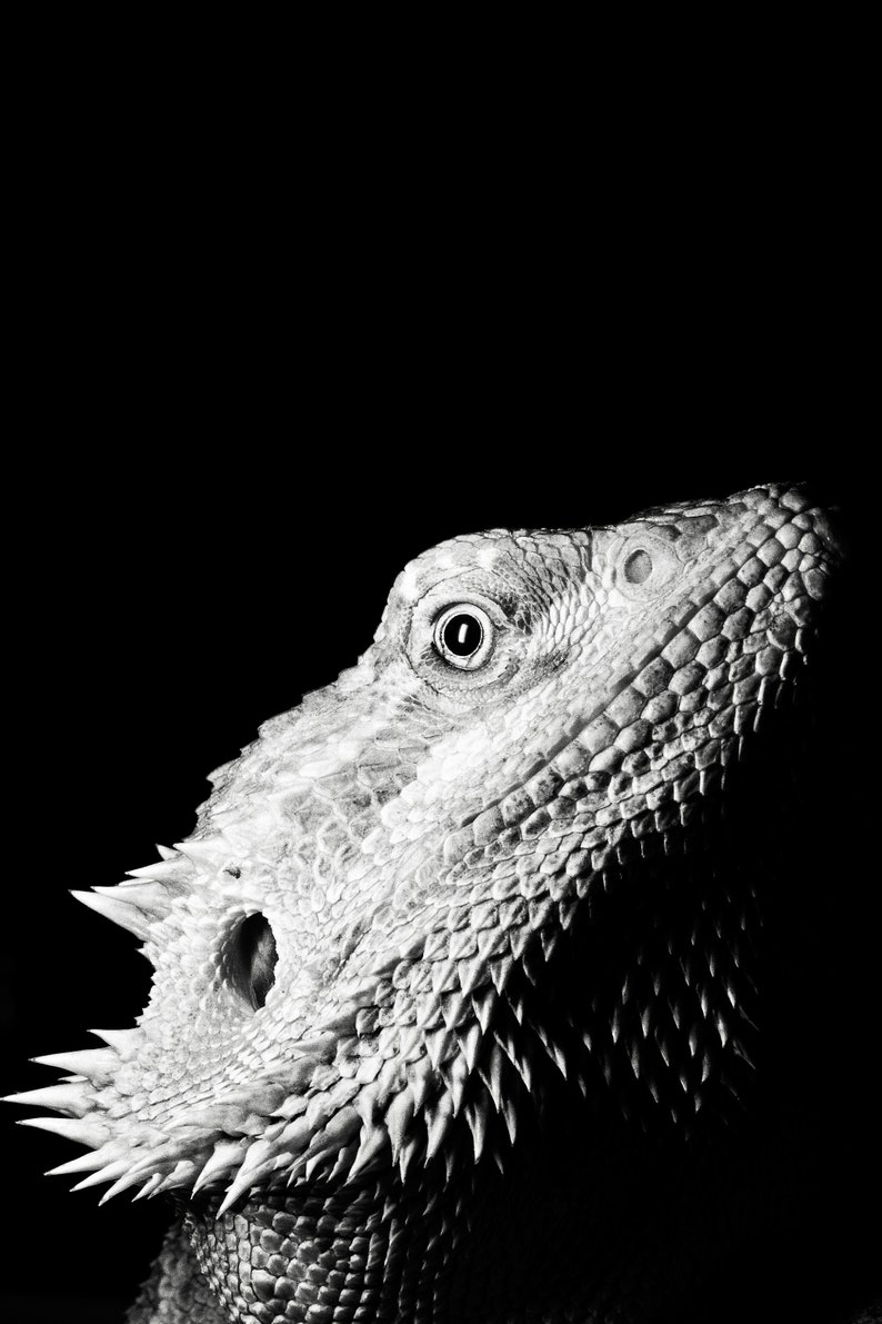 Download Bearded Dragon Photography Art Collectibles