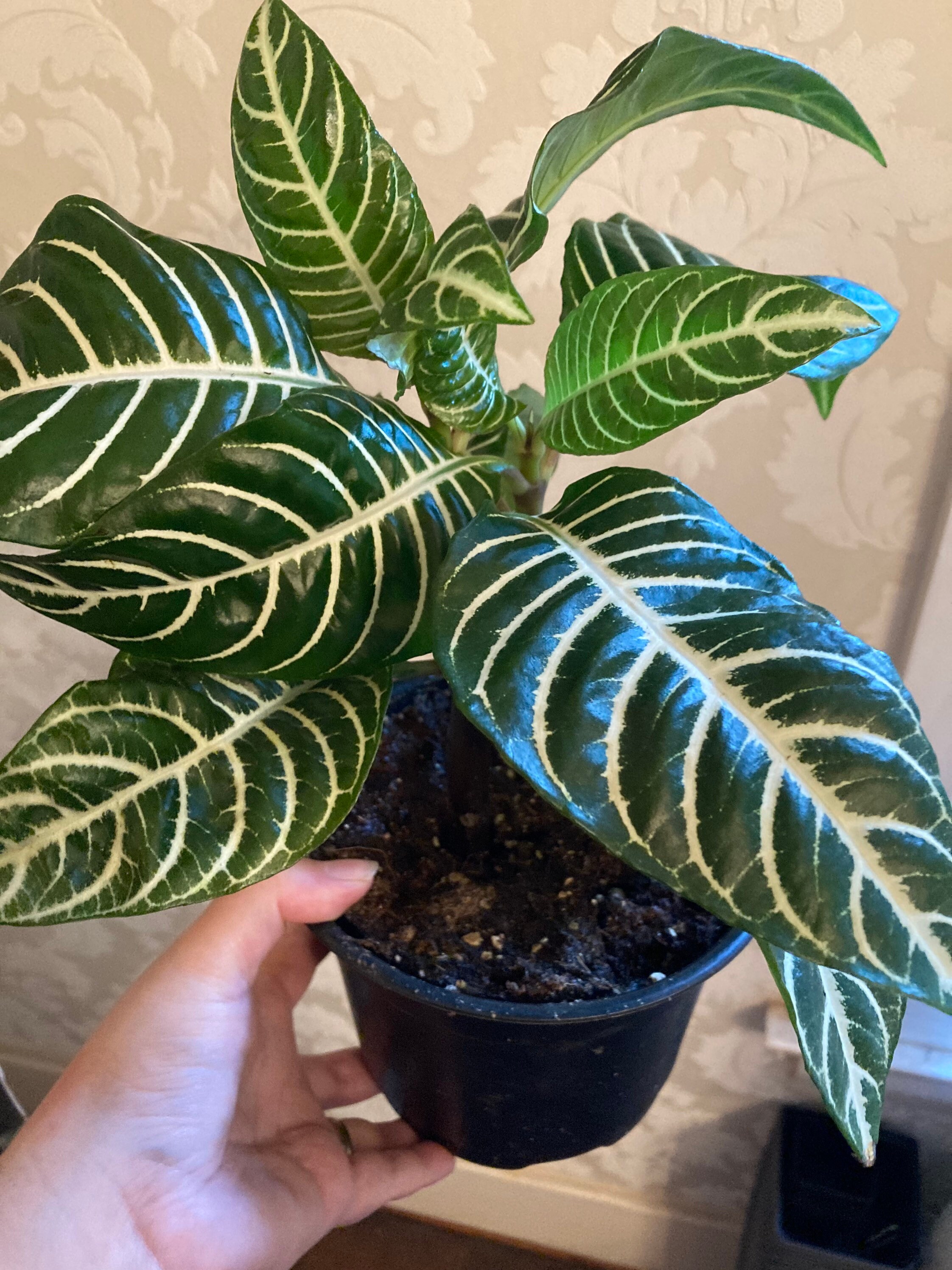 Aphelandra Squarrosa “Zebra Plant” house plant