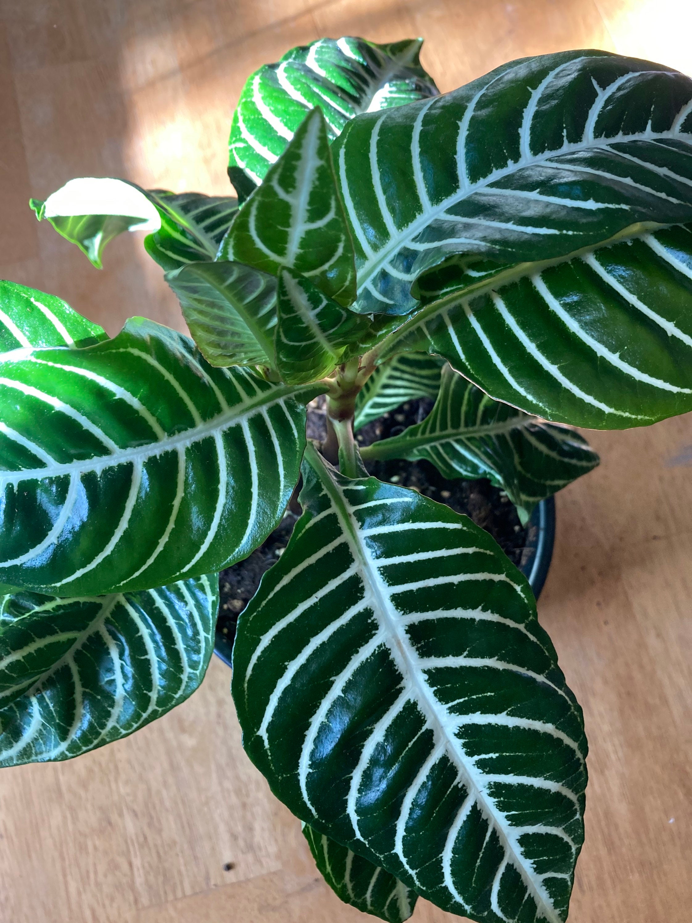 Aphelandra Squarrosa “Zebra Plant” house plant