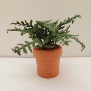 May include: A potted green fern plant in a terracotta pot. The plant has many fronds and is in a small pot.
