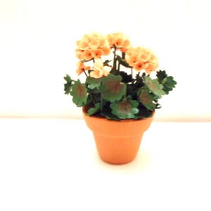 Peut inclure: Une plante miniature en pot présentant des grappes de petites fleurs couleur pêche pâle et des feuilles vertes arrondies et festonnées avec des centres sombres. La plante est placée dans un pot en terre cuite simple et non émaillé.