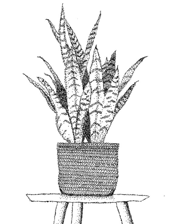 Snake Plant: Plant Care Guide