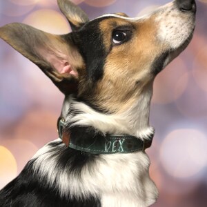 dog wear a green leather dog collar made by dacus doodles