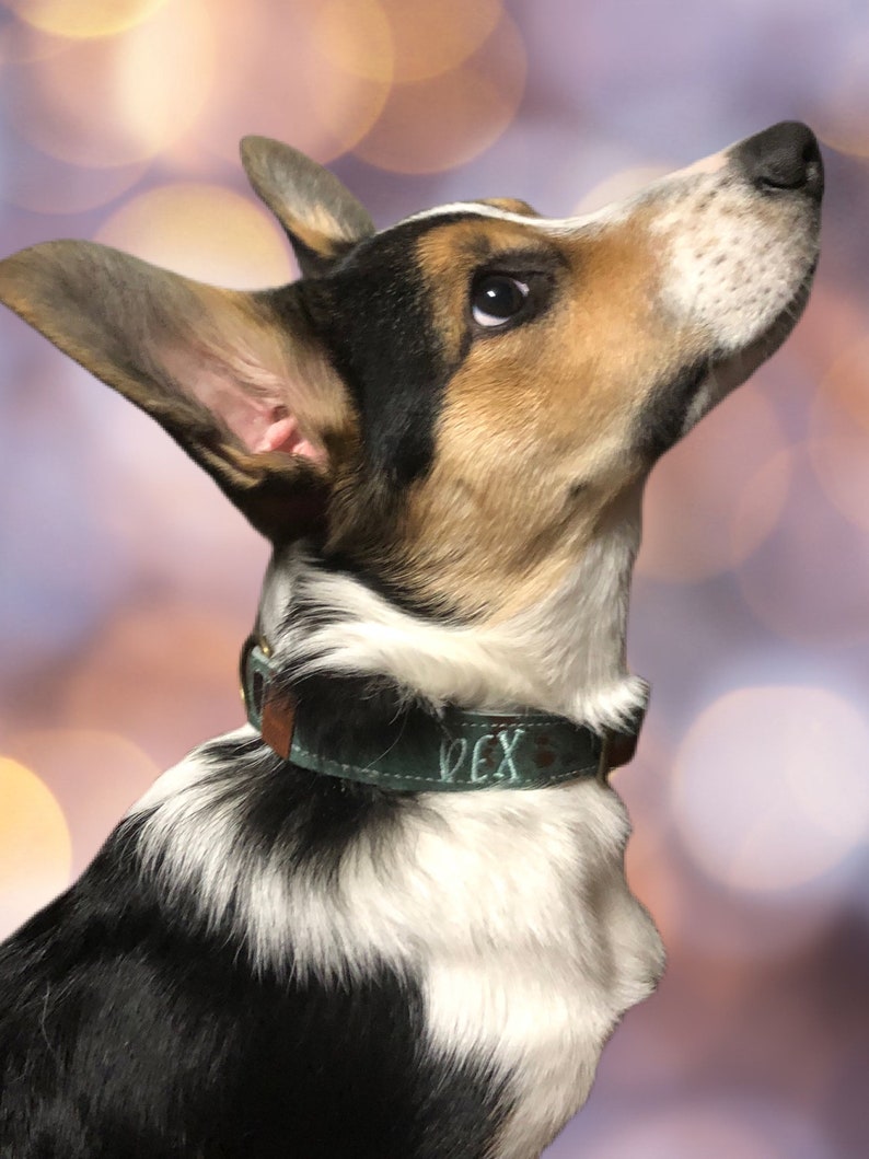 dog wear a green leather dog collar made by dacus doodles
