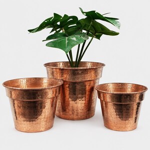 May include: Three hammered copper plant pots of varying sizes arranged in a cluster. The central, tallest pot contains a green leafy plant with broad, lobed foliage. Each metallic container features a textured, dimpled surface finish.