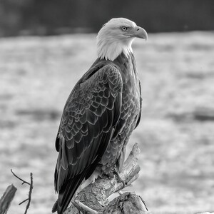 Bald Eagle, Black and White Photography, Eagle Photography Print, Wildlife Photography, American Symbol