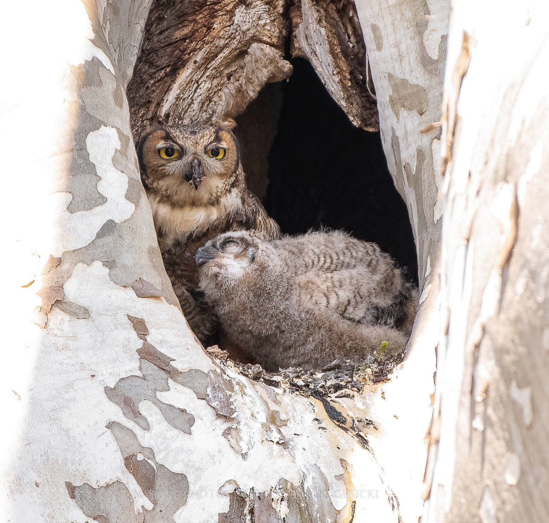 Great Horned Owl and Owlet, Wildlife Photography, Bird Photography, Nature Photography