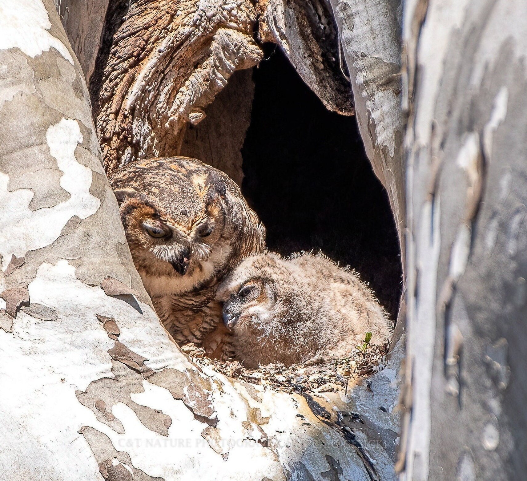 Great Horned Owl and Owlet, Wildlife Photography, Bird Photography, Nature Photography