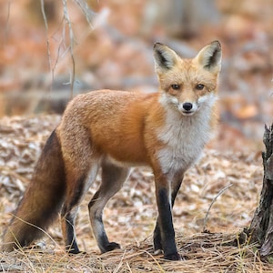 Red Tail Fox, Fox Photography, Wildlife Photography, Nature Photography