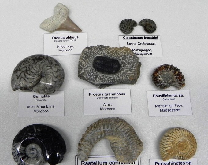 Fossil Collection 8 Different Labeled Fossils Etsy