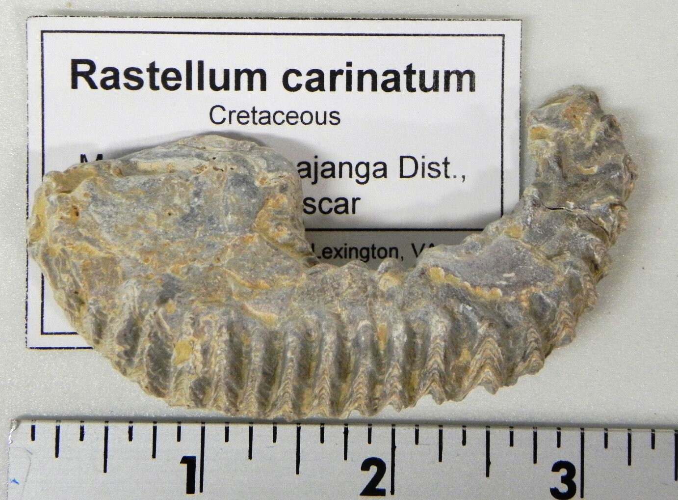 Fossil Collection 8 Different Labeled Fossils Etsy