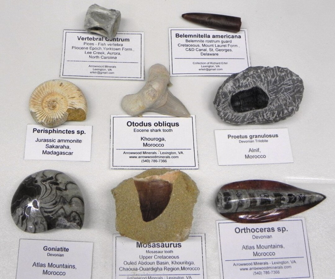 Fossil Collection 8 Different Labeled Fossils Etsy
