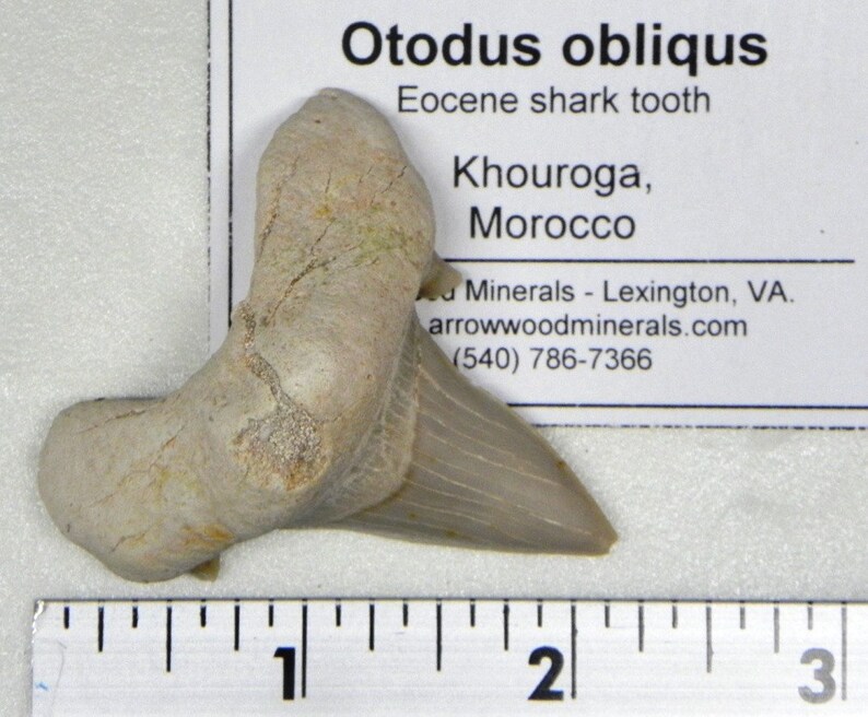 Fossil Collection 8 Different Labeled Fossils Etsy