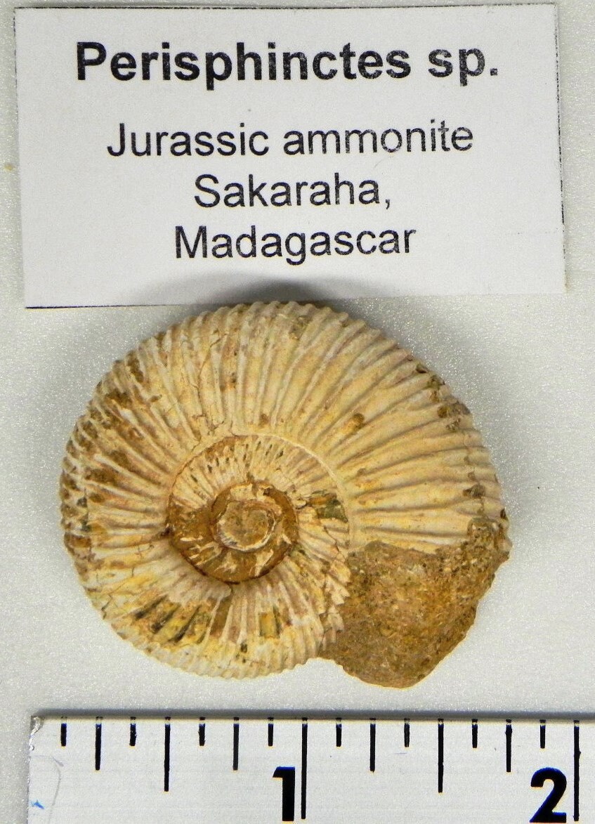 Fossil Collection 8 Different Labeled Fossils Etsy