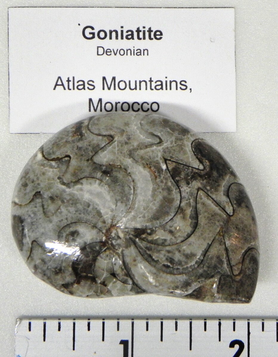 Fossil Collection 8 Different Labeled Fossils Etsy