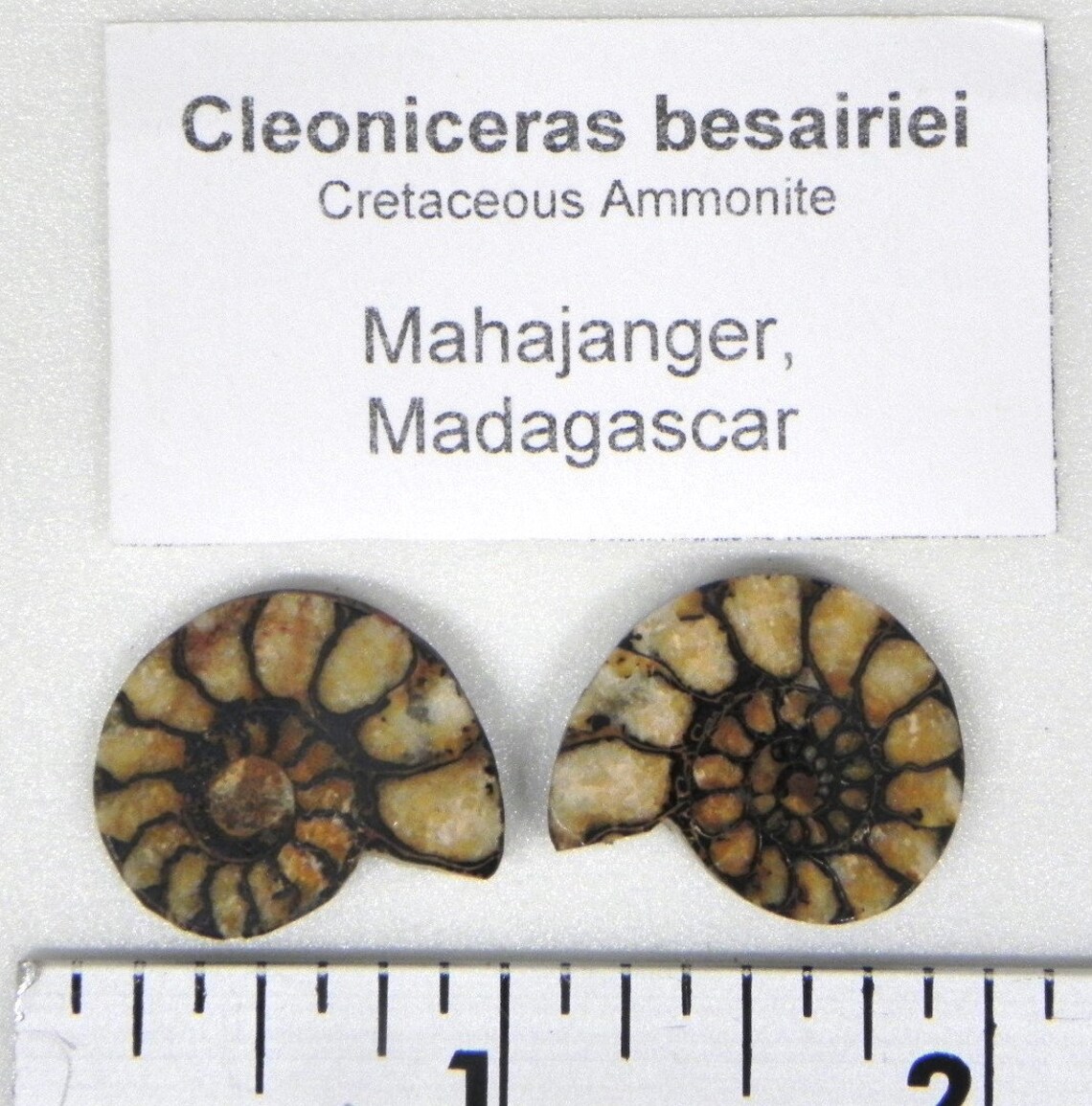 Fossil Collection 8 Different Labeled Fossils Etsy