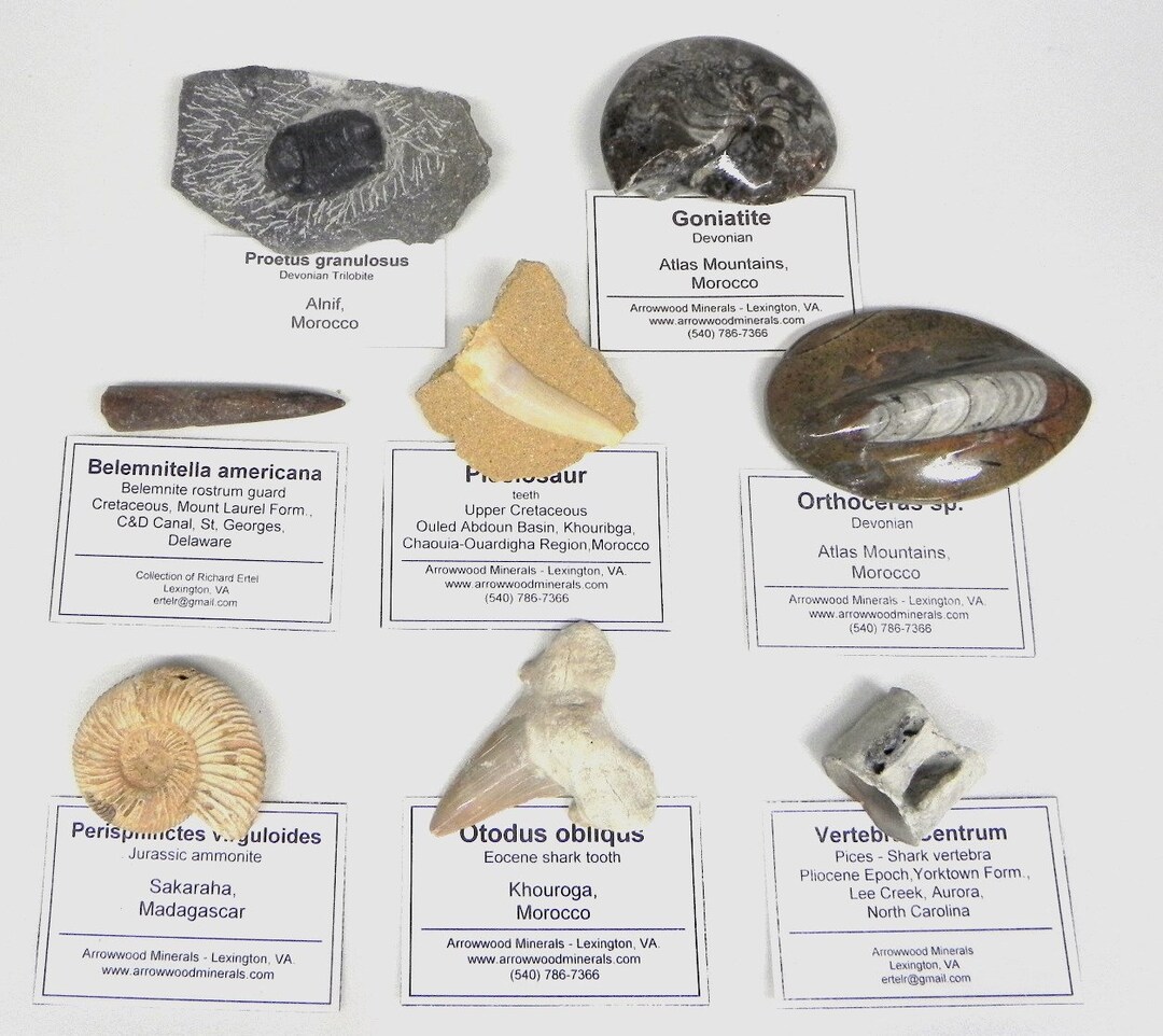 Fossil Collection 8 Different Labeled Fossils Etsy