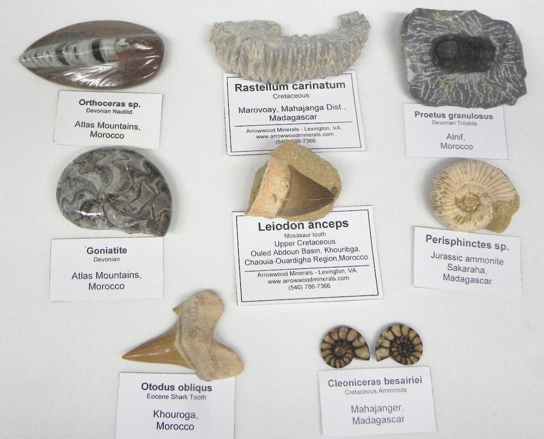 Fossil Collection 8 Different Labeled Fossils Etsy