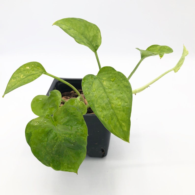 Emerald Pothos Epipremnum Aureum Rare pothos Etsy
