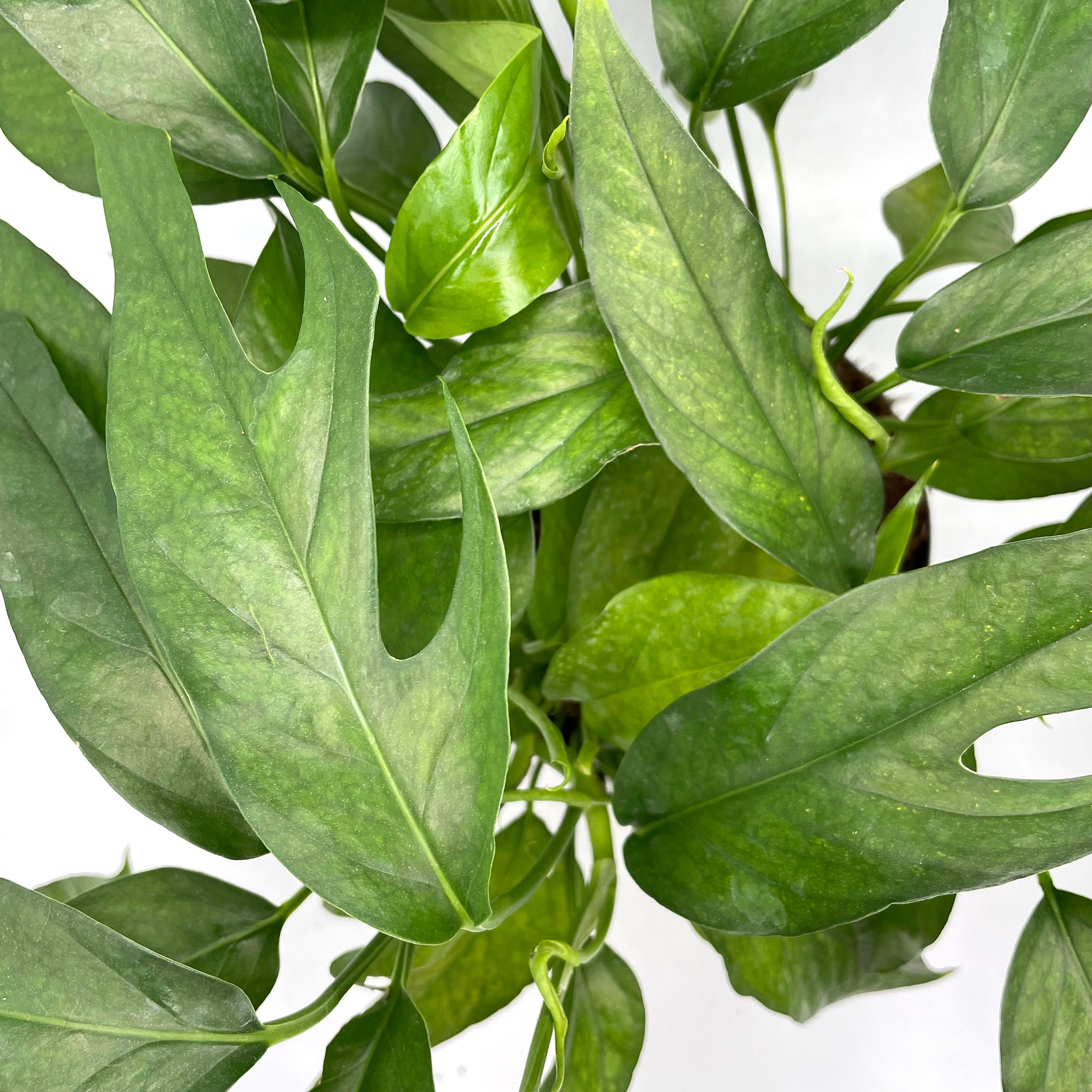 Baltic Blue Pothos Large