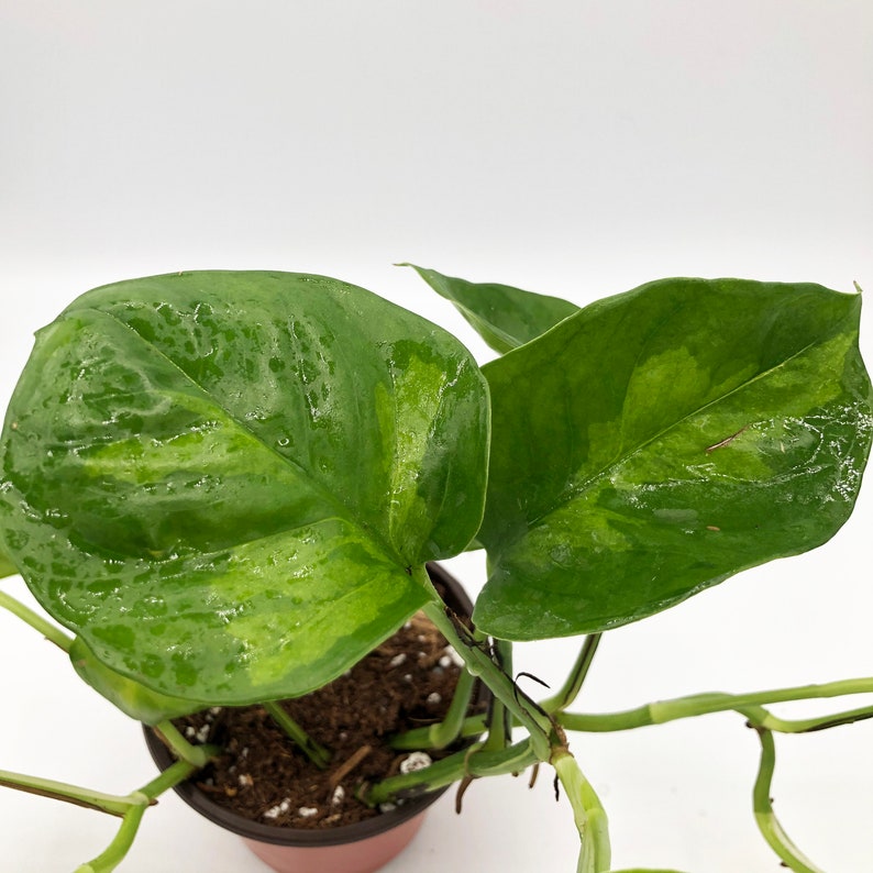 Rare Global Green Pothos Full Plant Etsy